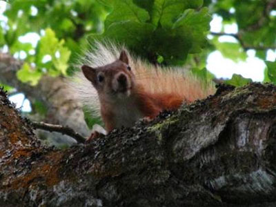 Red Squirrel on Brownsea, photo Tim Norris